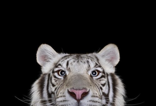 White Tiger 3