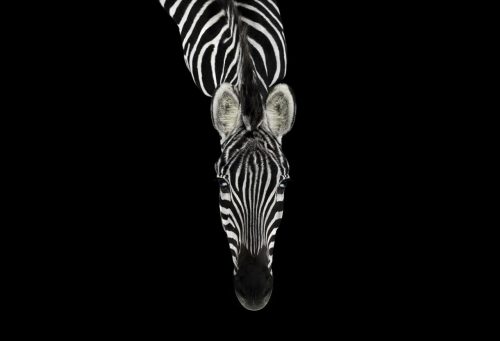 Zebra 3