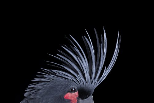 Palm Cockatoo 3