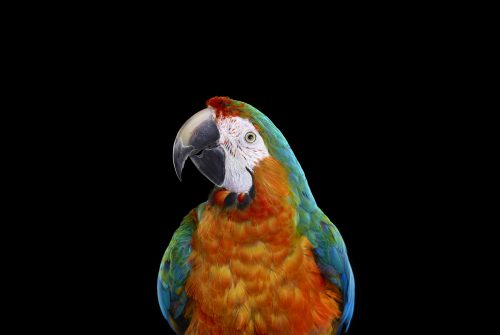 Catalina Macaw 1