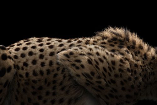 Cheetah 5