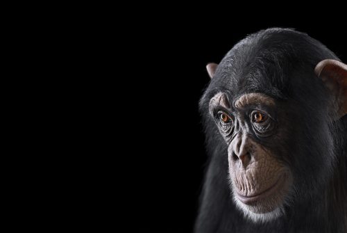 Chimpanzee 13