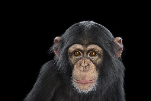 Chimpanzee 14
