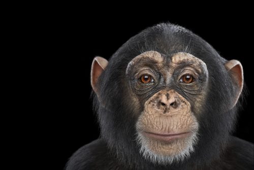 Chimpanzee 15