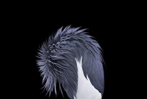 African Crowned Crane 4