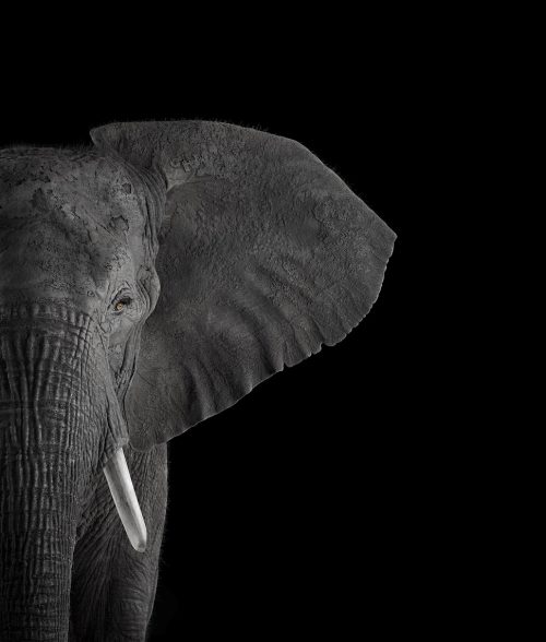 African Elephant 6
