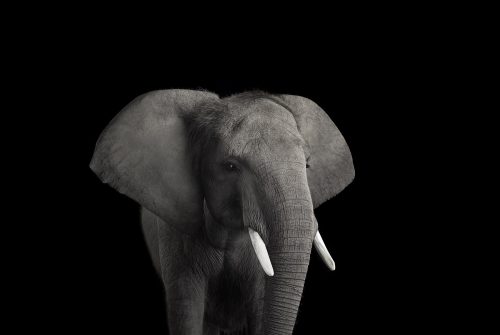 African Elephant 9