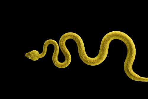 Eyelash Pit Viper 1