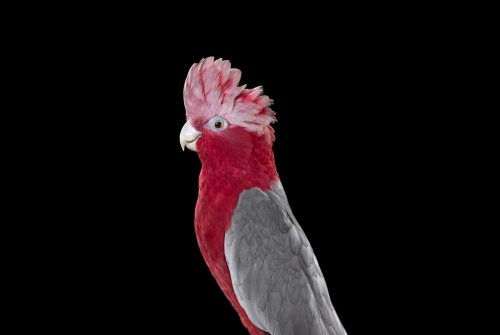 Galah Cockatoo 1
