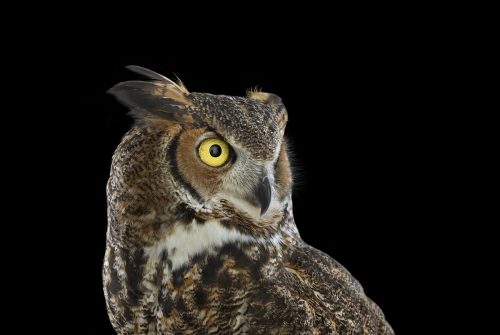 Great Horned Owl 4