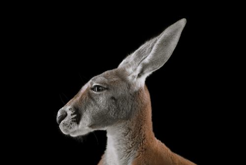 Kangaroo 1