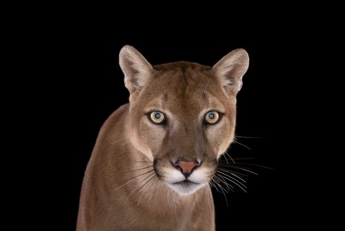 Mountain Lion 1