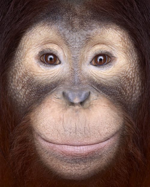 Orangutan 1