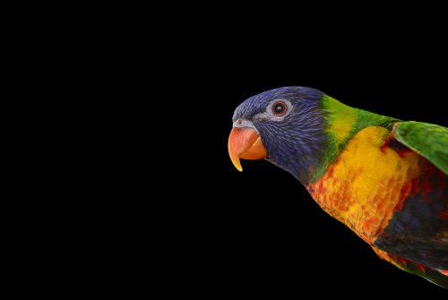 Rainbow Lorikeet 2