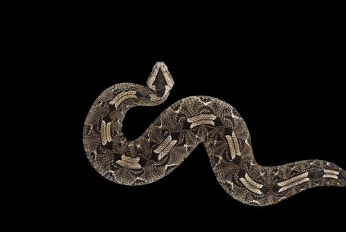 Rhinoceros Pit Viper 1