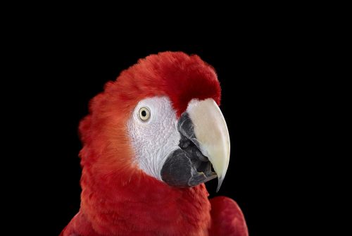 Scarlet Macaw 1