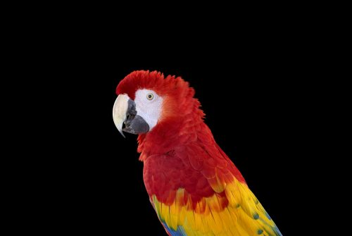 Scarlet Macaw 2