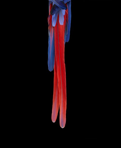 Scarlet Macaw 3